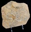 Fossil Starfish from Kaid rami, Morocco #9751-2